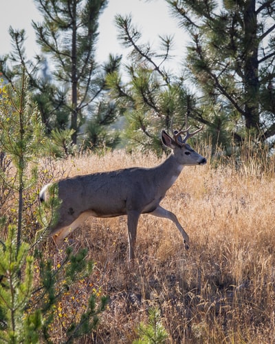 During the day, brown grass brown deer
